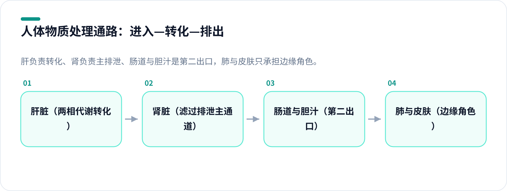 人体排毒与解毒通路示意图,展示肝、肾、肠道、肺在物质转化与排泄中的分工